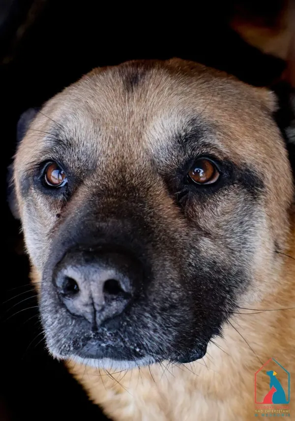 Pies do adopcji, Grudziądz, 27 sierpnia 2022 (4/5)