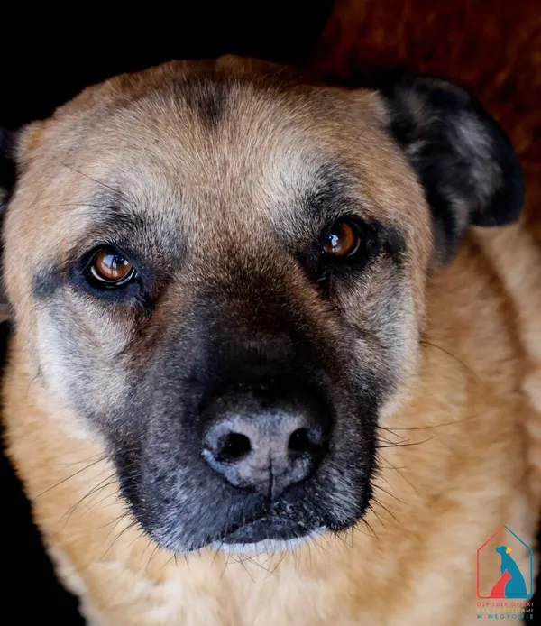 Pies do adopcji, Grudziądz, 27 sierpnia 2022 (5/5)