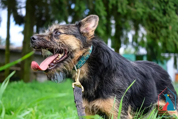 Pies do adopcji, Grudziądz, 25 marca 2023 (2/5)