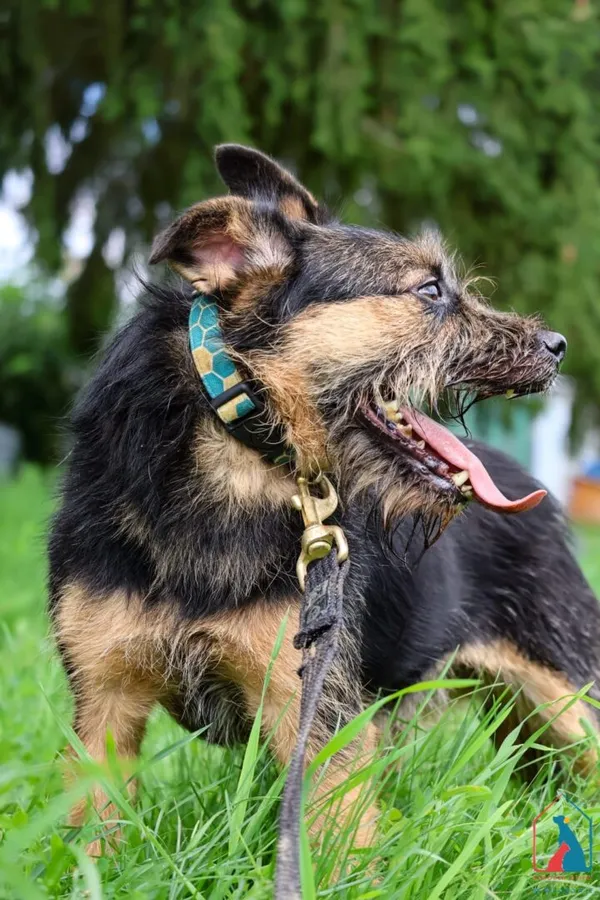 Pies do adopcji, Grudziądz, 25 marca 2023 (5/5)