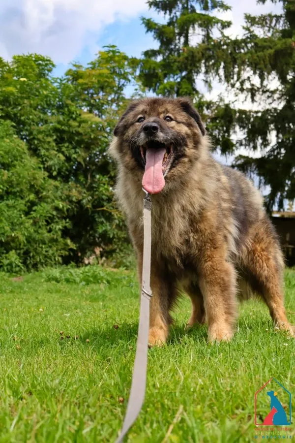 Pies do adopcji, Grudziądz, 2 czerwca 2022 (1/5)