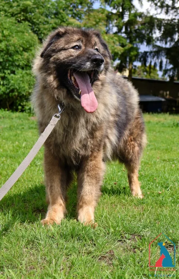 Pies do adopcji, Grudziądz, 2 czerwca 2022 (4/5)