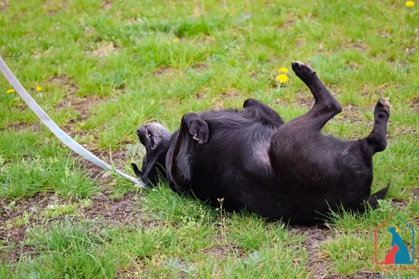 Pies do adopcji, Grudziądz, 15 lutego 2022 (3/5)