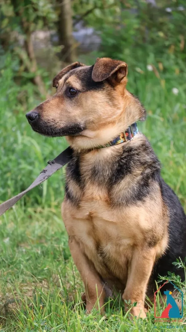 Pies do adopcji, Grudziądz, 15 marca 2023 (4/5)