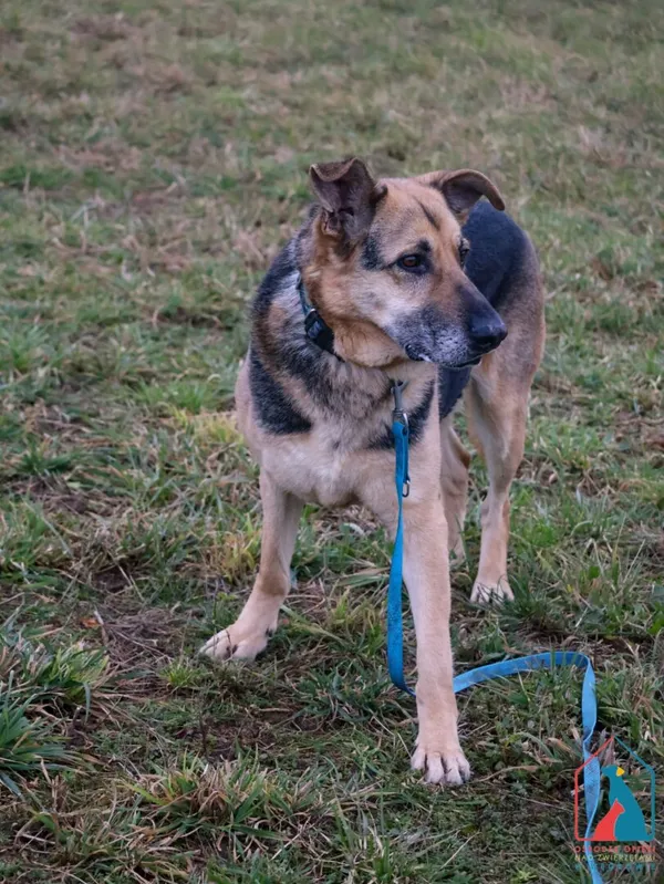 Pies do adopcji, Grudziądz, 13 stycznia 2023 (2/5)