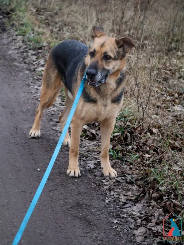 Pies do adopcji, Grudziądz, 13 stycznia 2023 (3/5)