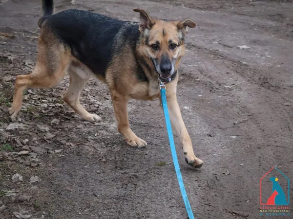 Pies do adopcji, Grudziądz, 13 stycznia 2023 (5/5)