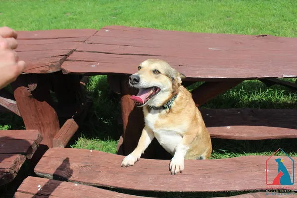 Pies do adopcji, Grudziądz, 29 kwietnia 2022 (5/5)