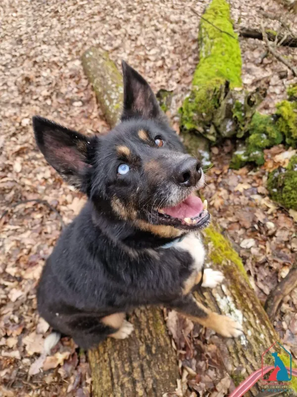 Pies do adopcji, Grudziądz, 26 października 2021 (1/5)