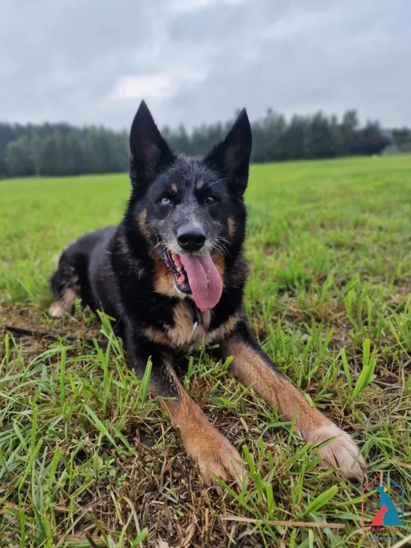 Pies do adopcji, Grudziądz, 26 października 2021 (2/5)