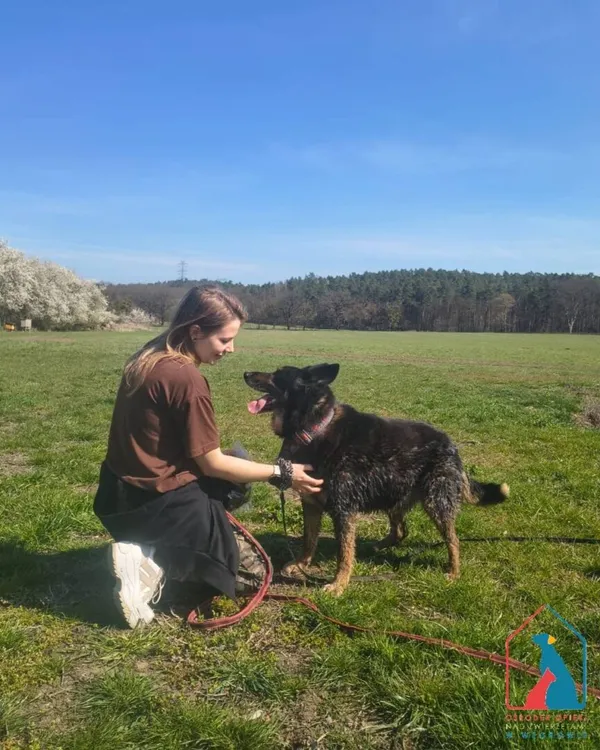 Pies do adopcji, Grudziądz, 26 października 2021 (3/5)