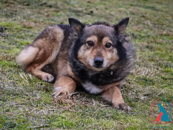 Pies do adopcji, Grudziądz, 24 czerwca 2022 (5/5)