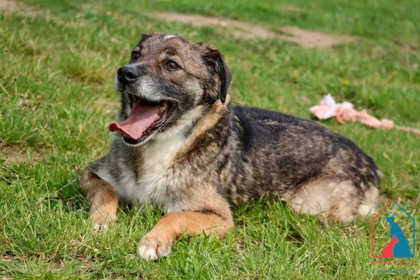 Pies do adopcji, Grudziądz, 3 czerwca 2020 (2/5)