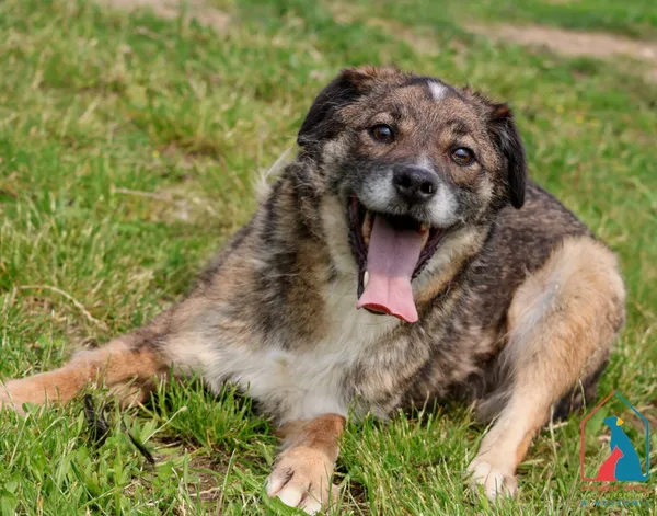 Pies do adopcji, Grudziądz, 3 czerwca 2020 (4/5)