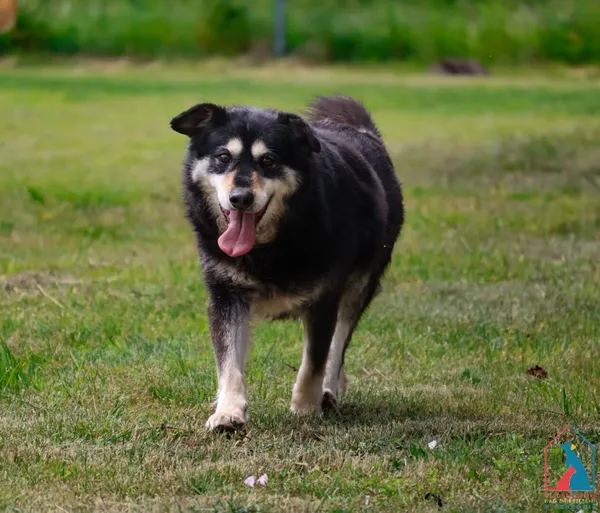 Pies do adopcji, Grudziądz, 22 marca 2021 (2/5)