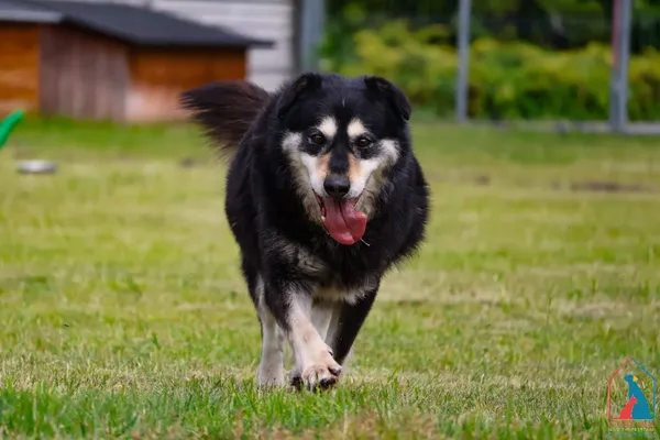 Pies do adopcji, Grudziądz, 22 marca 2021 (3/5)