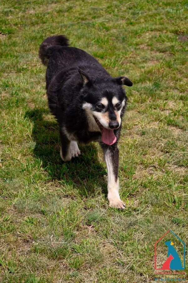 Pies do adopcji, Grudziądz, 22 marca 2021 (5/5)