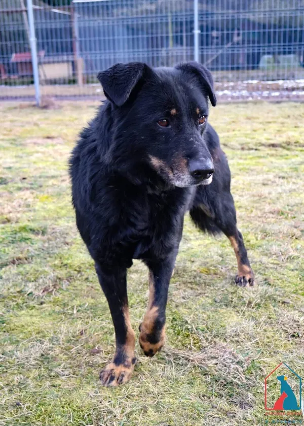 Pies do adopcji, Grudziądz, 15 kwietnia 2020 (3/5)