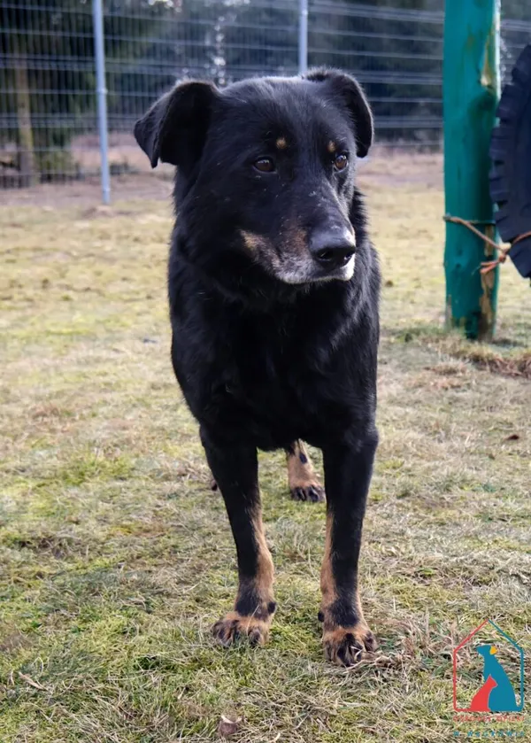 Pies do adopcji, Grudziądz, 15 kwietnia 2020 (4/5)