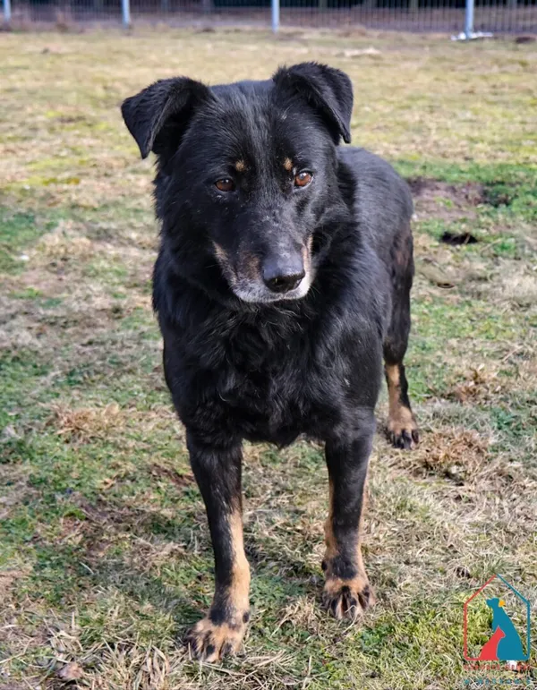 Pies do adopcji, Grudziądz, 15 kwietnia 2020 (5/5)