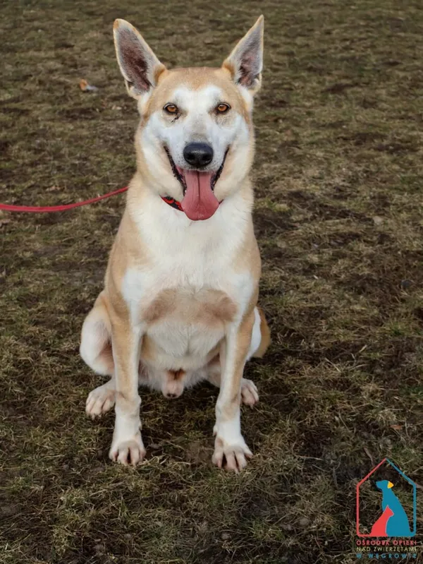 Pies do adopcji, Grudziądz, 30 grudnia 2019 (3/5)