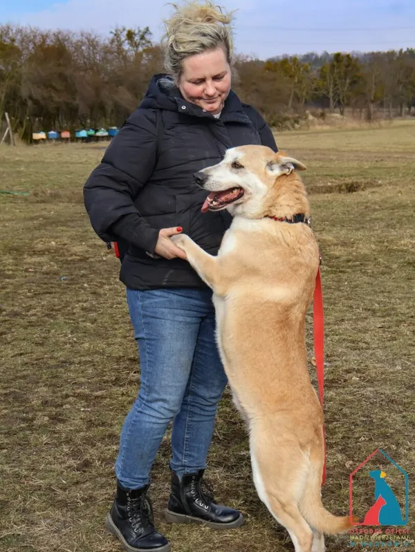 Pies do adopcji, Grudziądz, 30 grudnia 2019 (4/5)