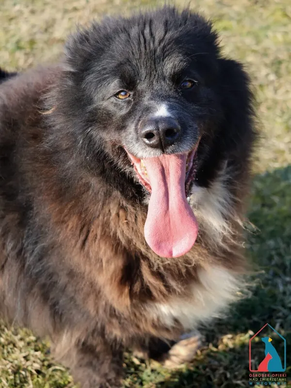 Pies do adopcji, Grudziądz, 10 czerwca 2022 (1/5)