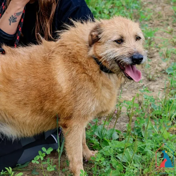 Kot do adopcji, Grudziądz, 23 stycznia 2023 (1/5)