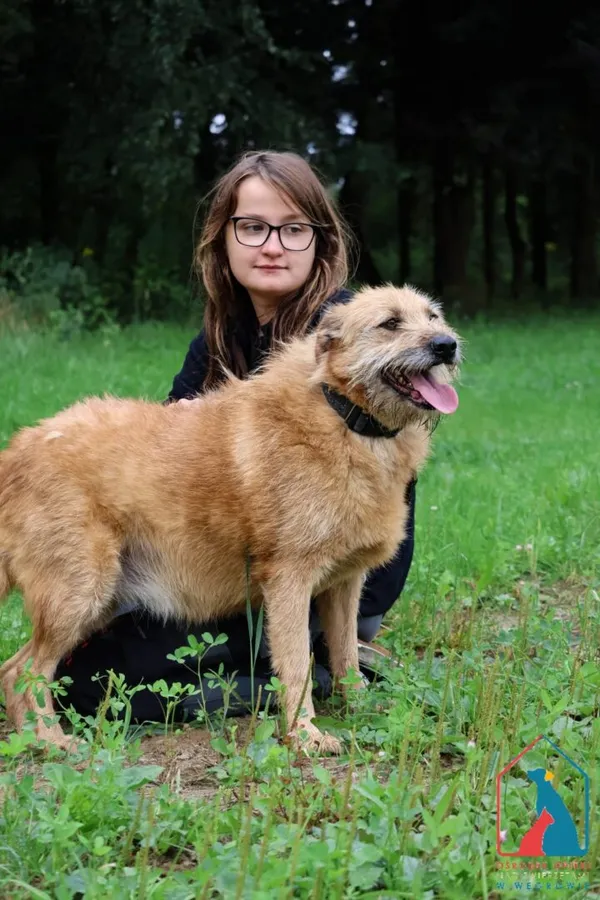 Kot do adopcji, Grudziądz, 23 stycznia 2023 (2/5)