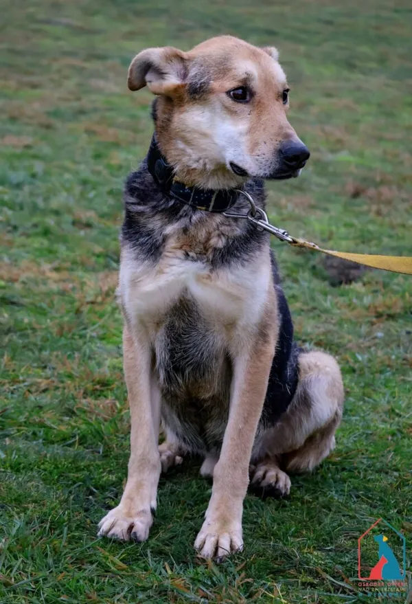 Pies do adopcji, Grudziądz, 9 sierpnia 2022 (3/5)