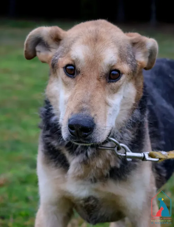 Pies do adopcji, Grudziądz, 9 sierpnia 2022 (4/5)