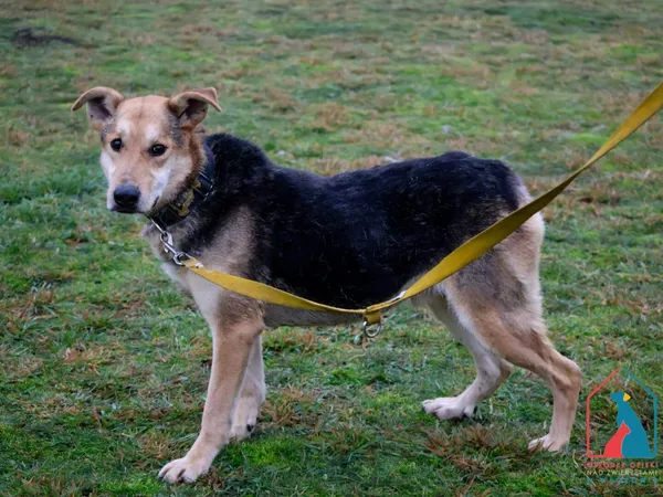 Pies do adopcji, Grudziądz, 9 sierpnia 2022 (5/5)