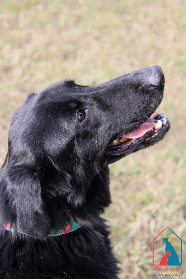 Pies do adopcji, Grudziądz, 22 marca 2023 (3/5)