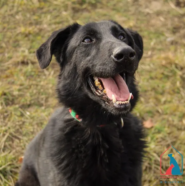 Pies do adopcji, Grudziądz, 22 marca 2023 (4/5)