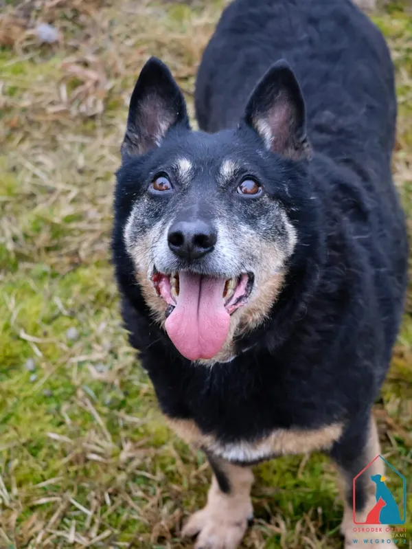 Pies do adopcji, Grudziądz, 30 grudnia 2019 (4/5)