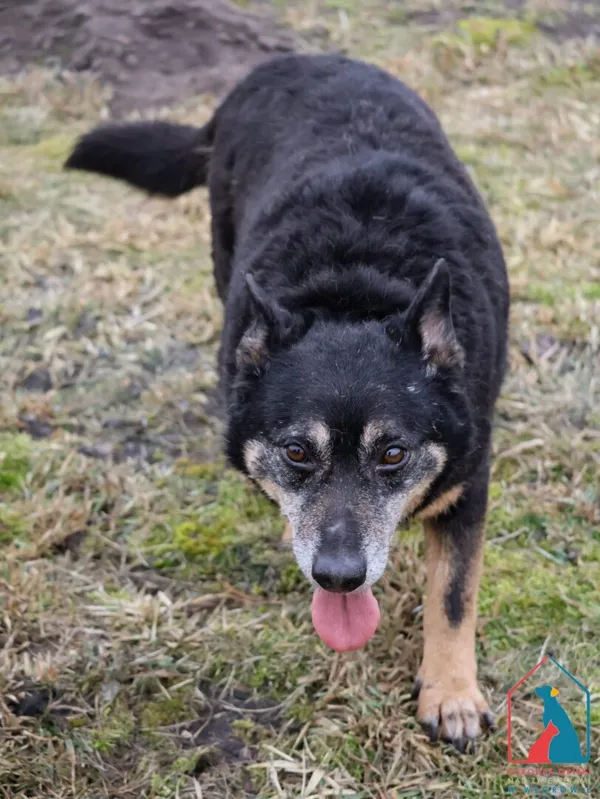 Pies do adopcji, Grudziądz, 30 grudnia 2019 (5/5)