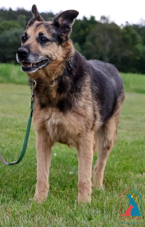 Pies do adopcji, Grudziądz, 28 grudnia 2018 (2/5)