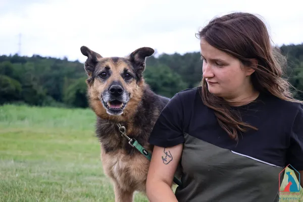 Pies do adopcji, Grudziądz, 28 grudnia 2018 (3/5)