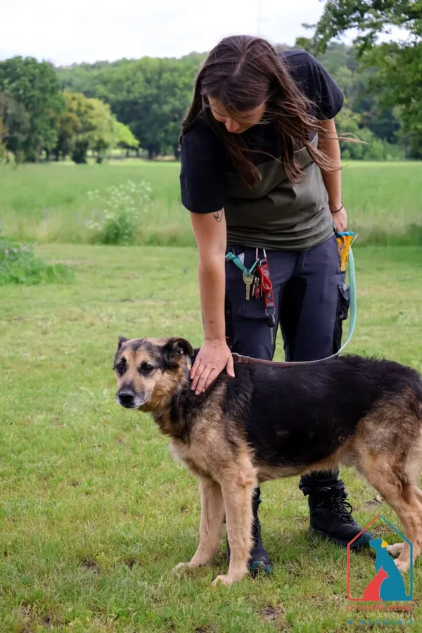 Pies do adopcji, Grudziądz, 28 grudnia 2018 (5/5)