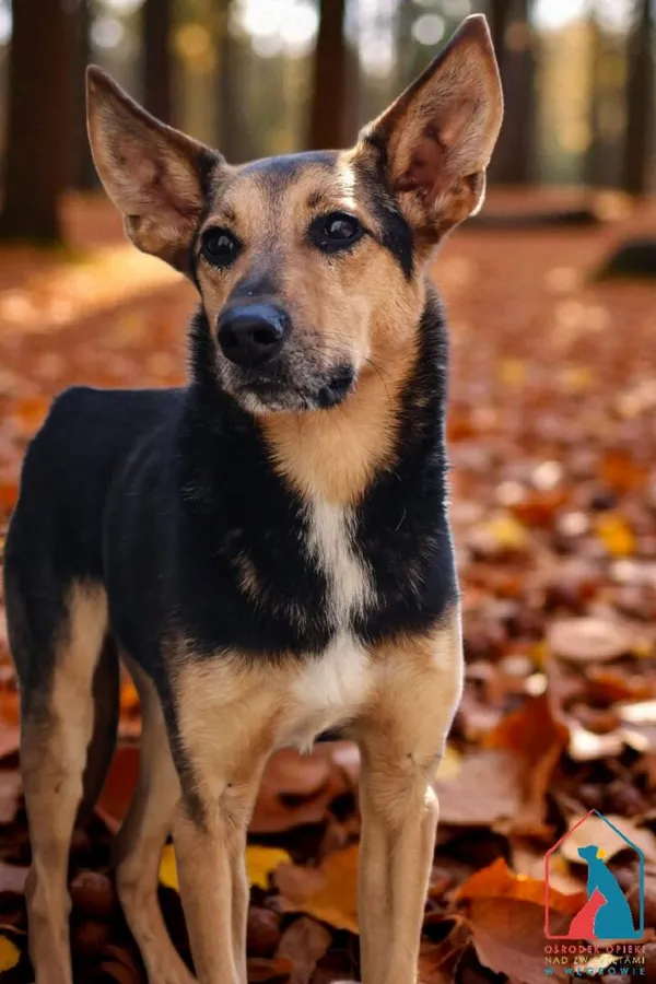 Pies do adopcji, Grudziądz, 8 lipca 2022 (1/5)