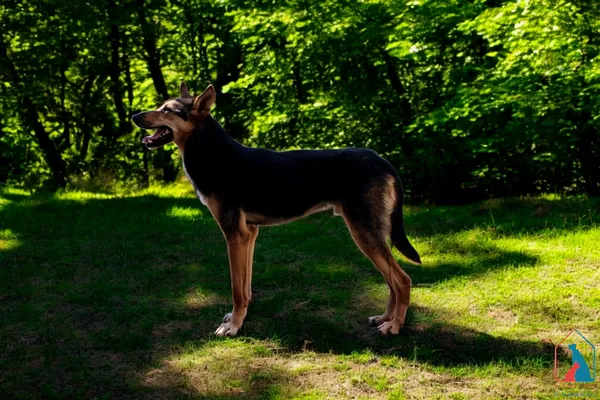 Pies do adopcji, Grudziądz, 8 lipca 2022 (5/5)