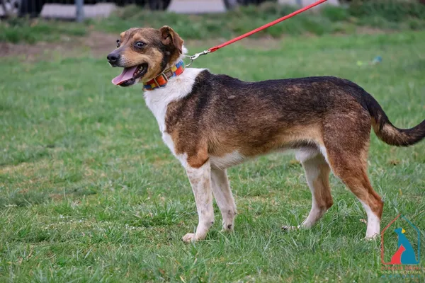 Pies do adopcji, Grudziądz, 9 listopada 2021 (1/5)