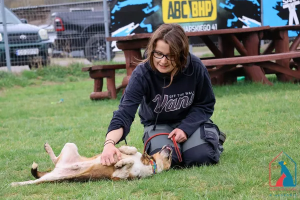 Pies do adopcji, Grudziądz, 9 listopada 2021 (3/5)