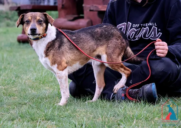 Pies do adopcji, Grudziądz, 9 listopada 2021 (4/5)