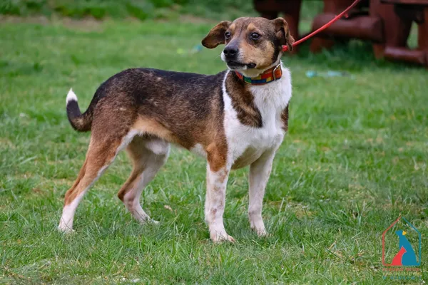 Pies do adopcji, Grudziądz, 9 listopada 2021 (5/5)