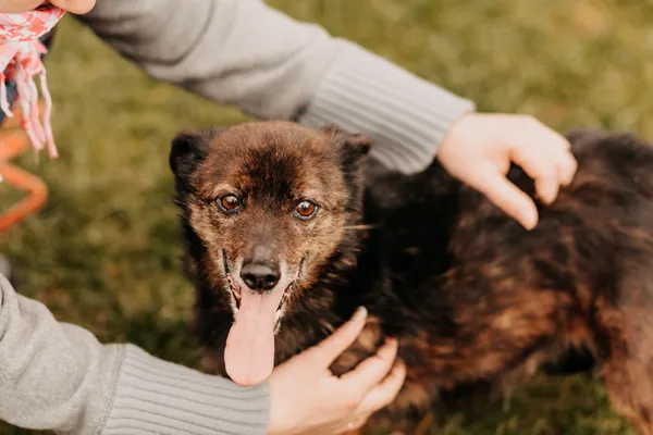 Pies do adopcji, Czartki, 14 kwietnia 2023 (1/5)