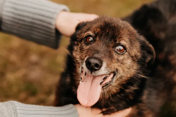 Pies do adopcji, Czartki, 14 kwietnia 2023 (3/5)