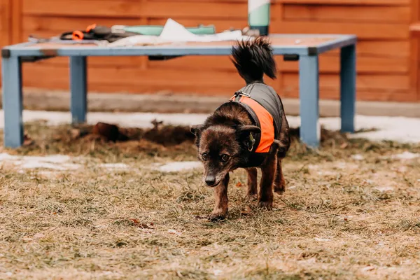 Pies do adopcji, Czartki, 14 kwietnia 2023 (4/5)