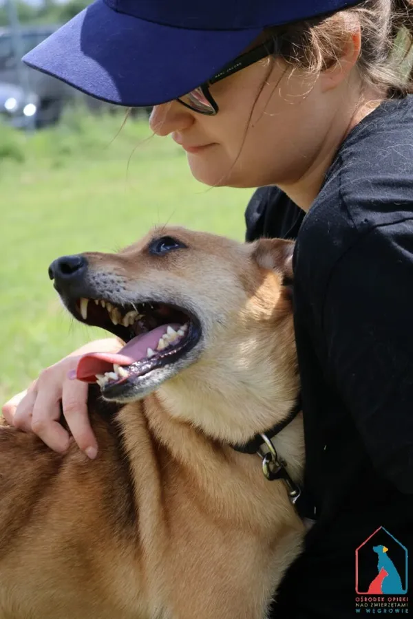 Pies do adopcji, Grudziądz, 5 kwietnia 2023 (2/5)