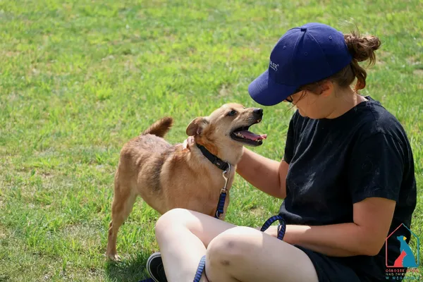 Pies do adopcji, Grudziądz, 5 kwietnia 2023 (3/5)